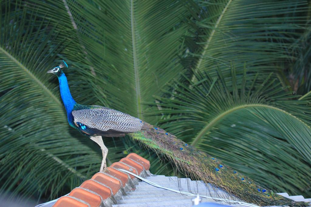 The Coconut Gardens Hotel & Restaurant Tissamaharama Rum bild